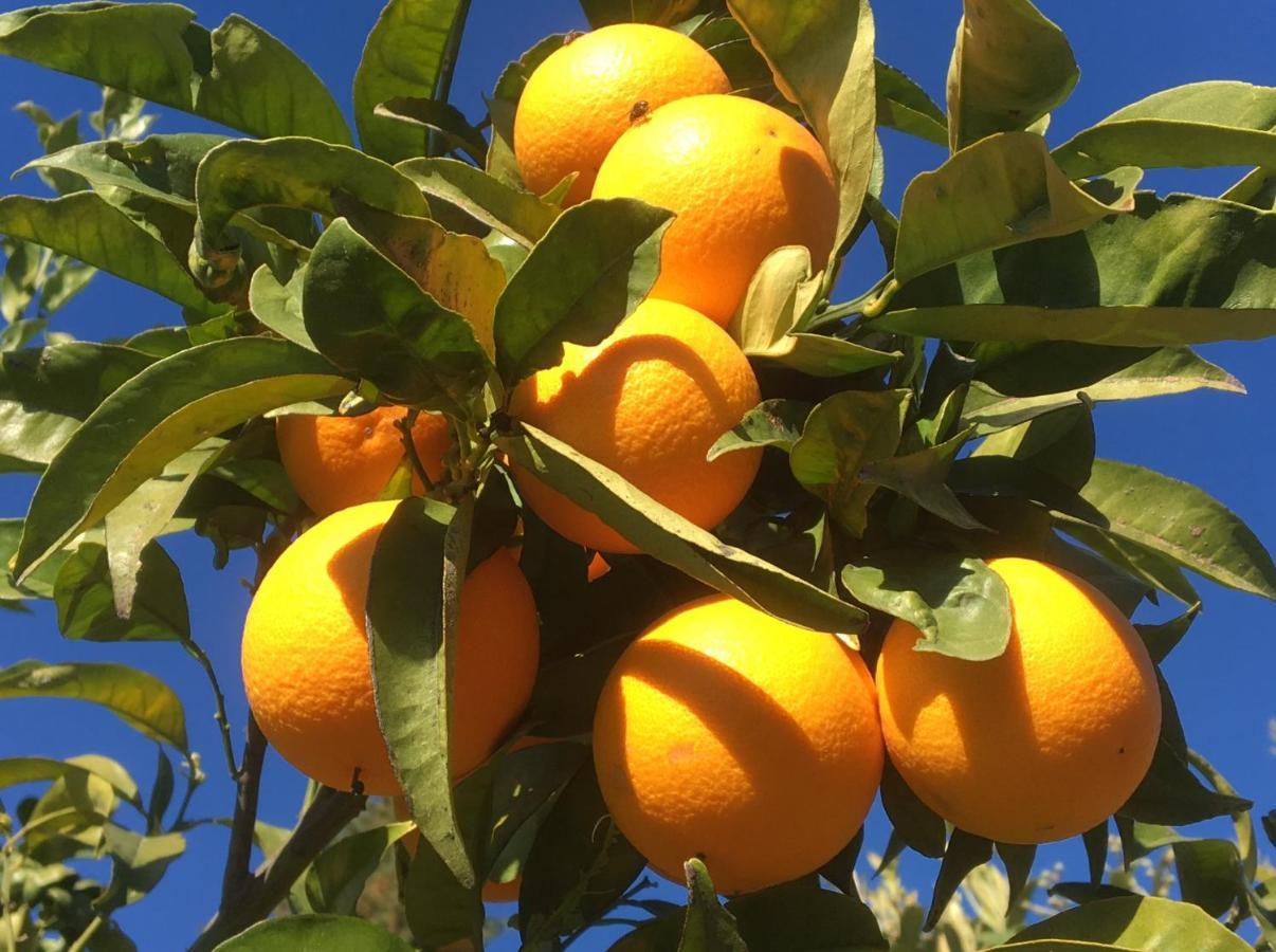 카사라보넬라 Casa Limonero 빌라 외부 사진